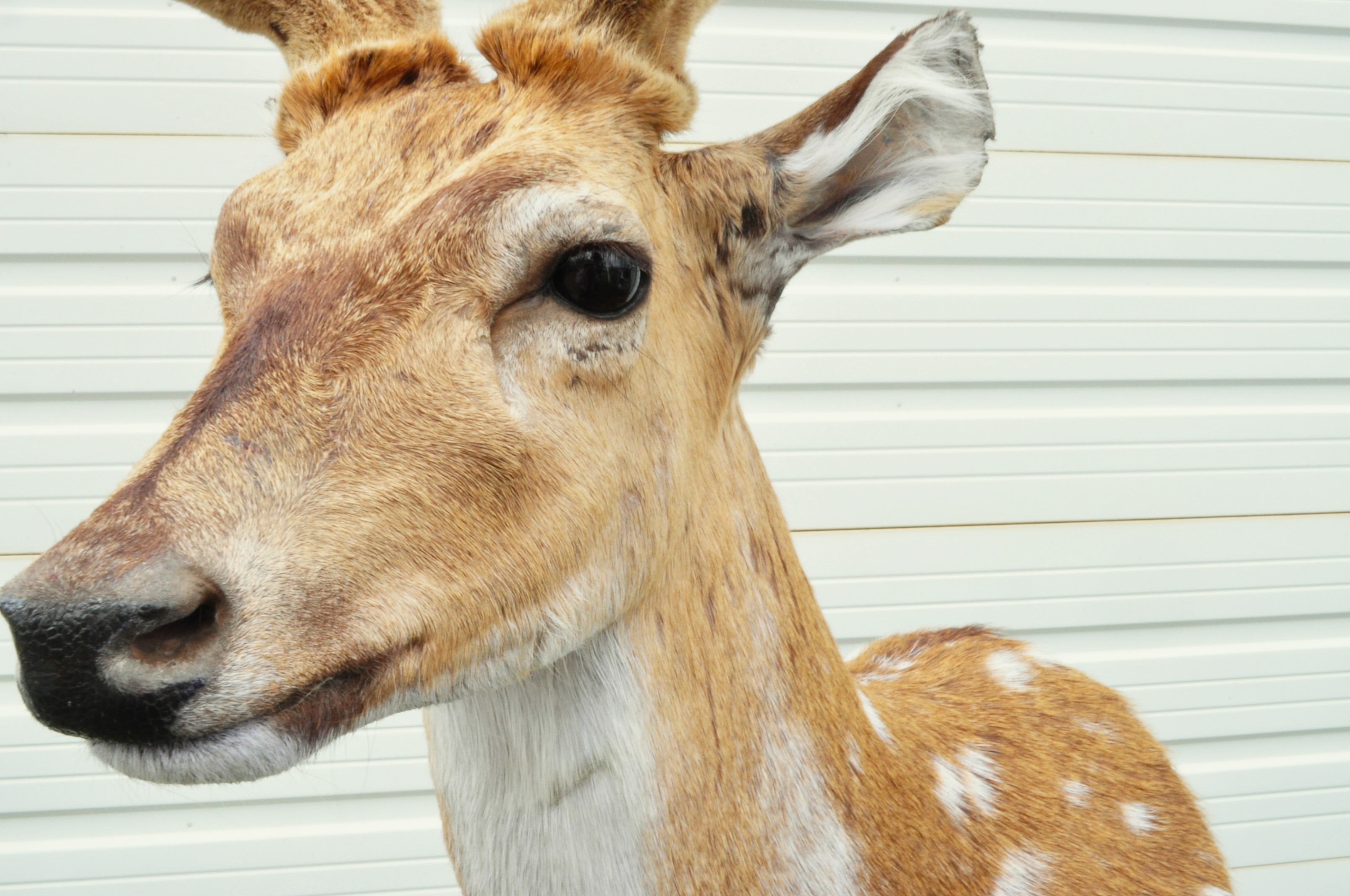Axis Deer