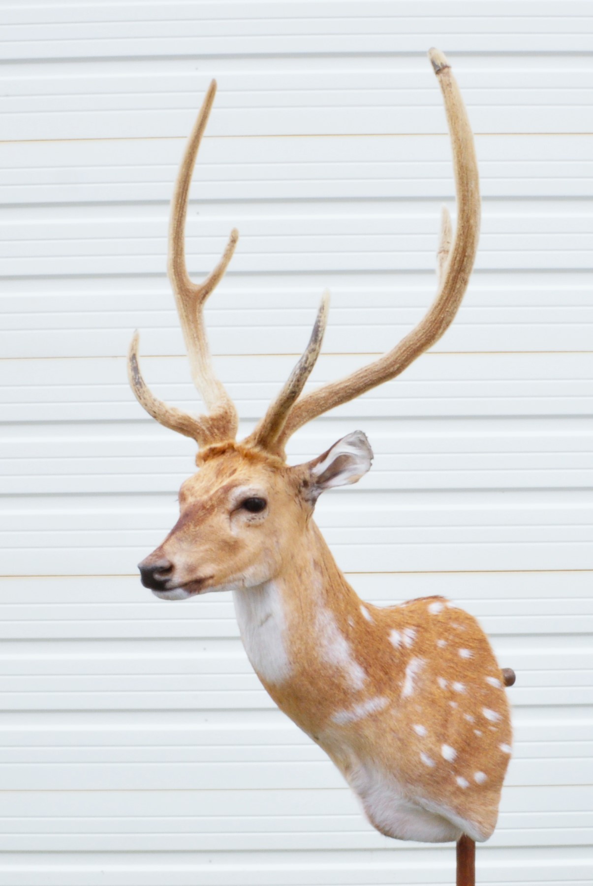 Axis Deer