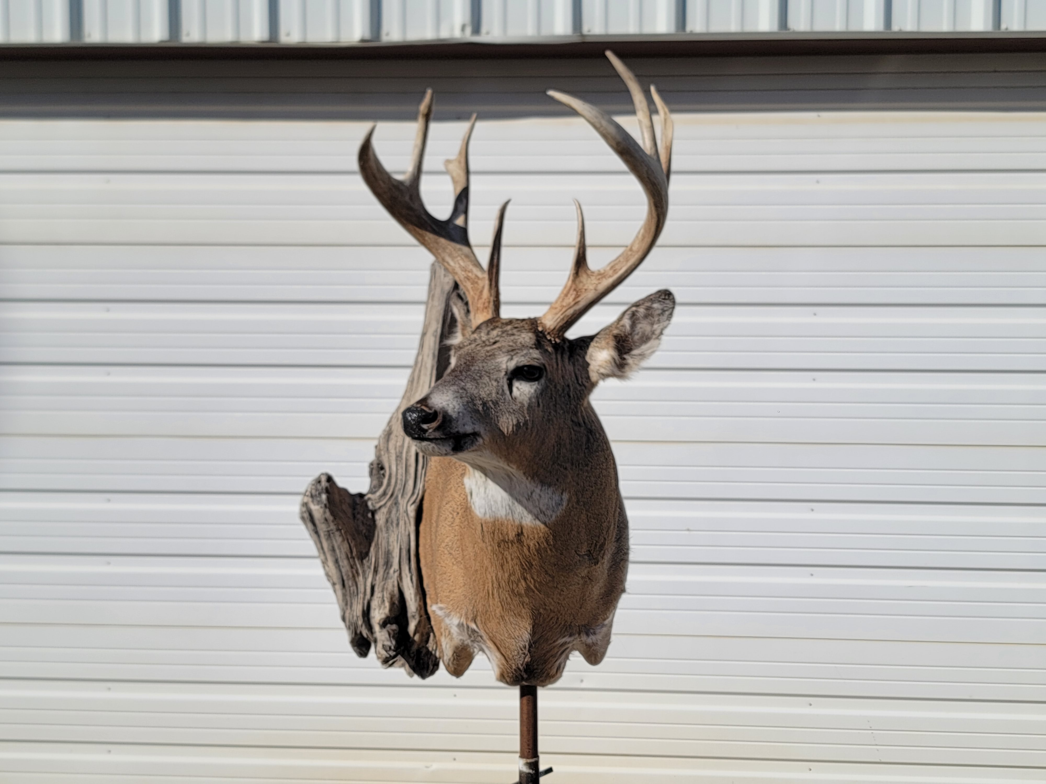 Whitetail