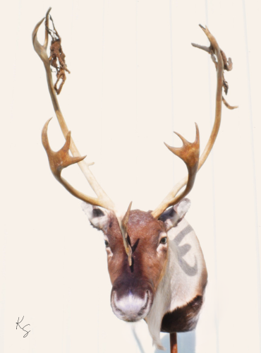 Caribou