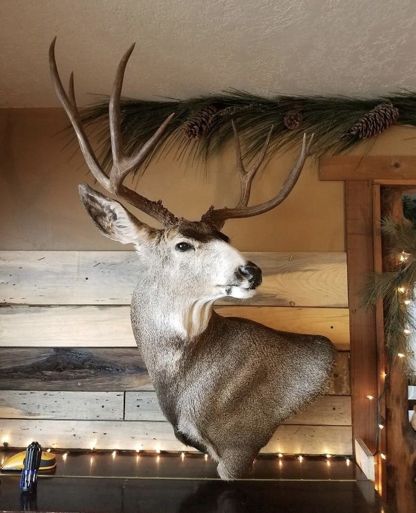 Mule Deer