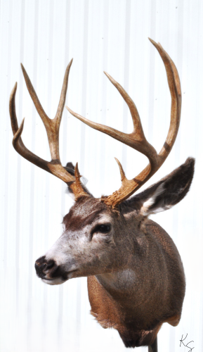 Mule Deer