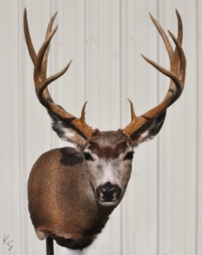 Mule Deer